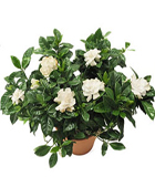 Gardenia 